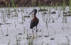 國(guó)家一級(jí)保護(hù)鳥類彩鹮，見(jiàn)過(guò)嗎？縮略圖