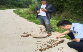 @漢中人！野生天麻，挖不得！縮略圖