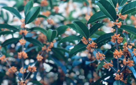 鎮(zhèn)巴山城桂花開 ，香飄十里醉滿城縮略圖