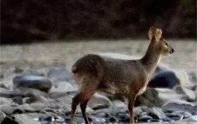 留壩江口派出所送野生動物安全“回家”縮略圖