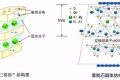 應(yīng)對新冠要囤蒙脫石散？專家：備一兩盒正常，但未必是止瀉首選縮略圖