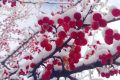 宛若仙境！漢臺景區(qū)絕美雪景上線縮略圖