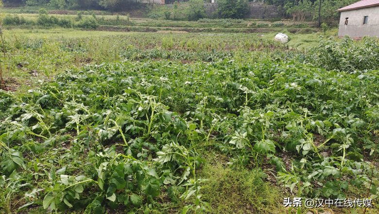 5月7日，漢中市寧強縣突降暴雨及冰雹部分區(qū)域莊稼受損嚴重插圖3