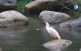 落地陜西！朱鹮國家保護(hù)研究中心獲批縮略圖