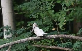 國家“三有”保護動物白化冠魚狗現(xiàn)身洋縣縮略圖